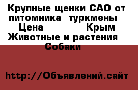 Крупные щенки САО от питомника, туркмены › Цена ­ 45 000 - Крым Животные и растения » Собаки   